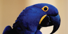 adventureho.com